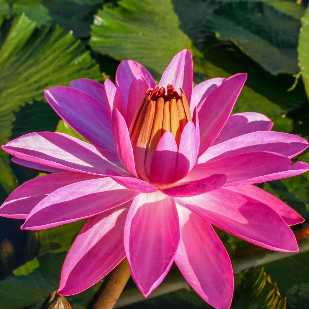 Nymphaea+%27Rosa+De+La+Noche%27+%281+of+1%29.jpg