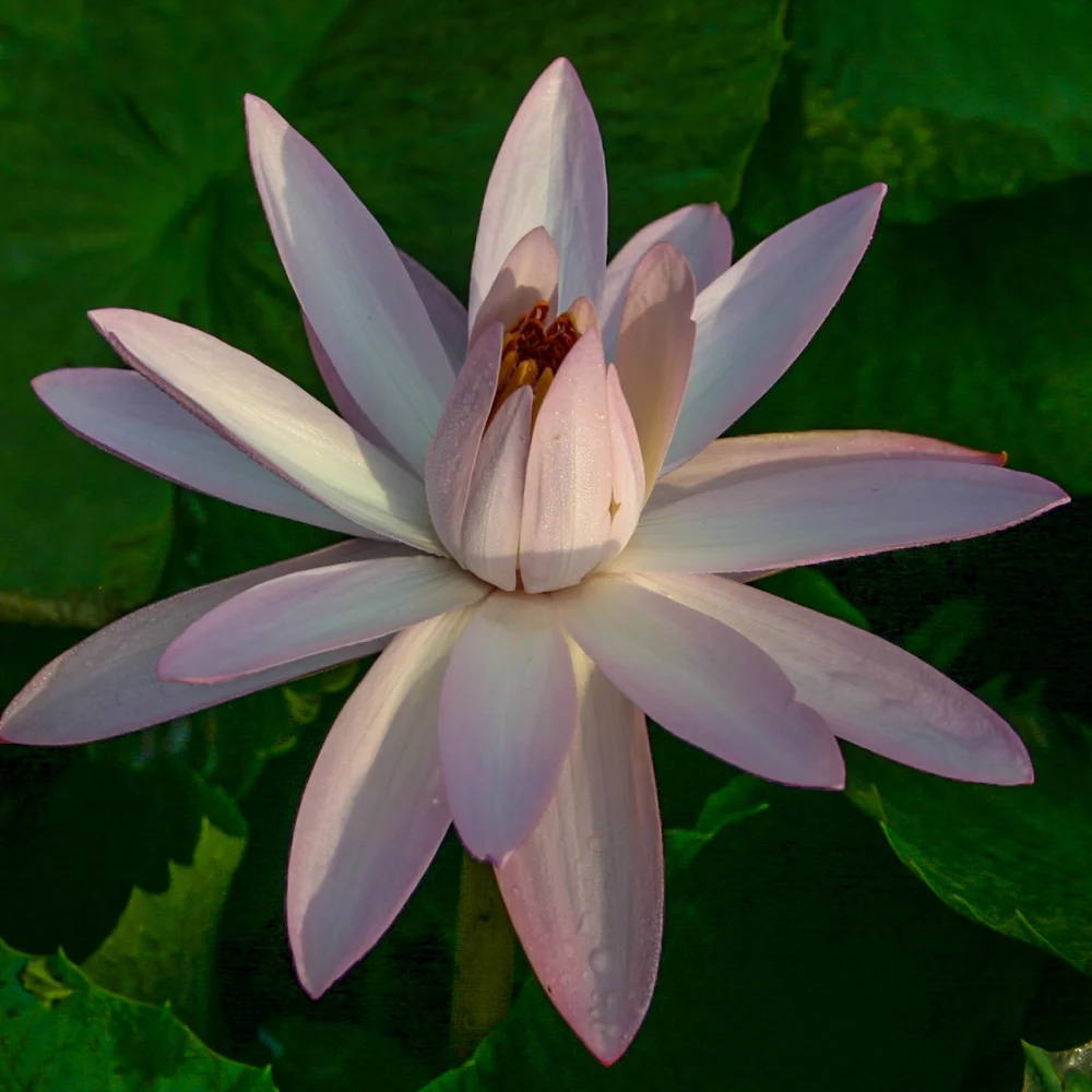 Texas Shell Pink