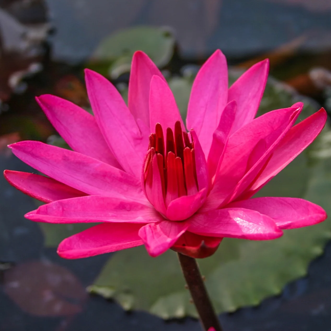 Nymphaea+%27Red+Cup%27+4+%281+of+1%29.jpg