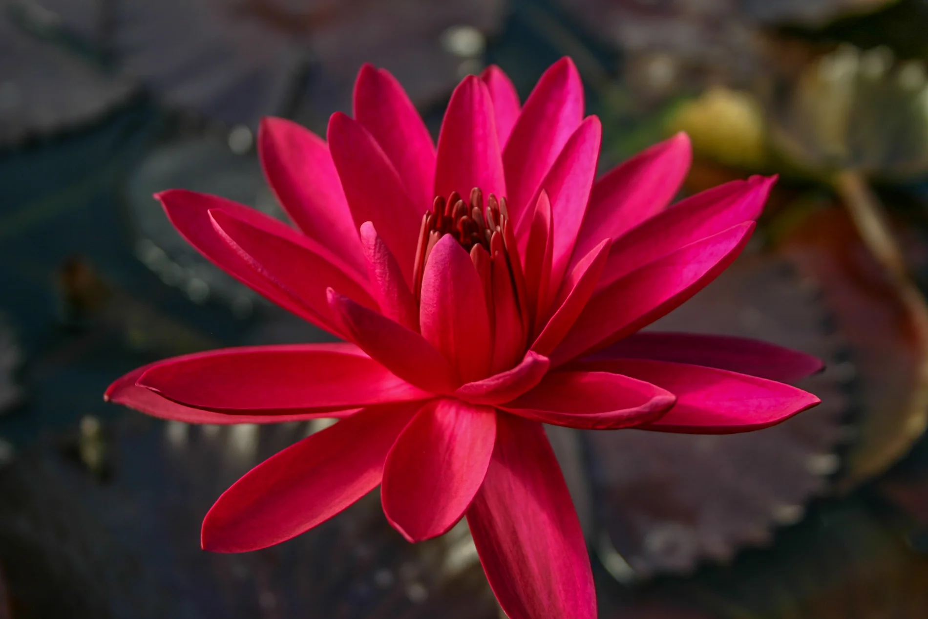 Nymphaea ‘Red Flare’ — Florida Aquatic Nurseries