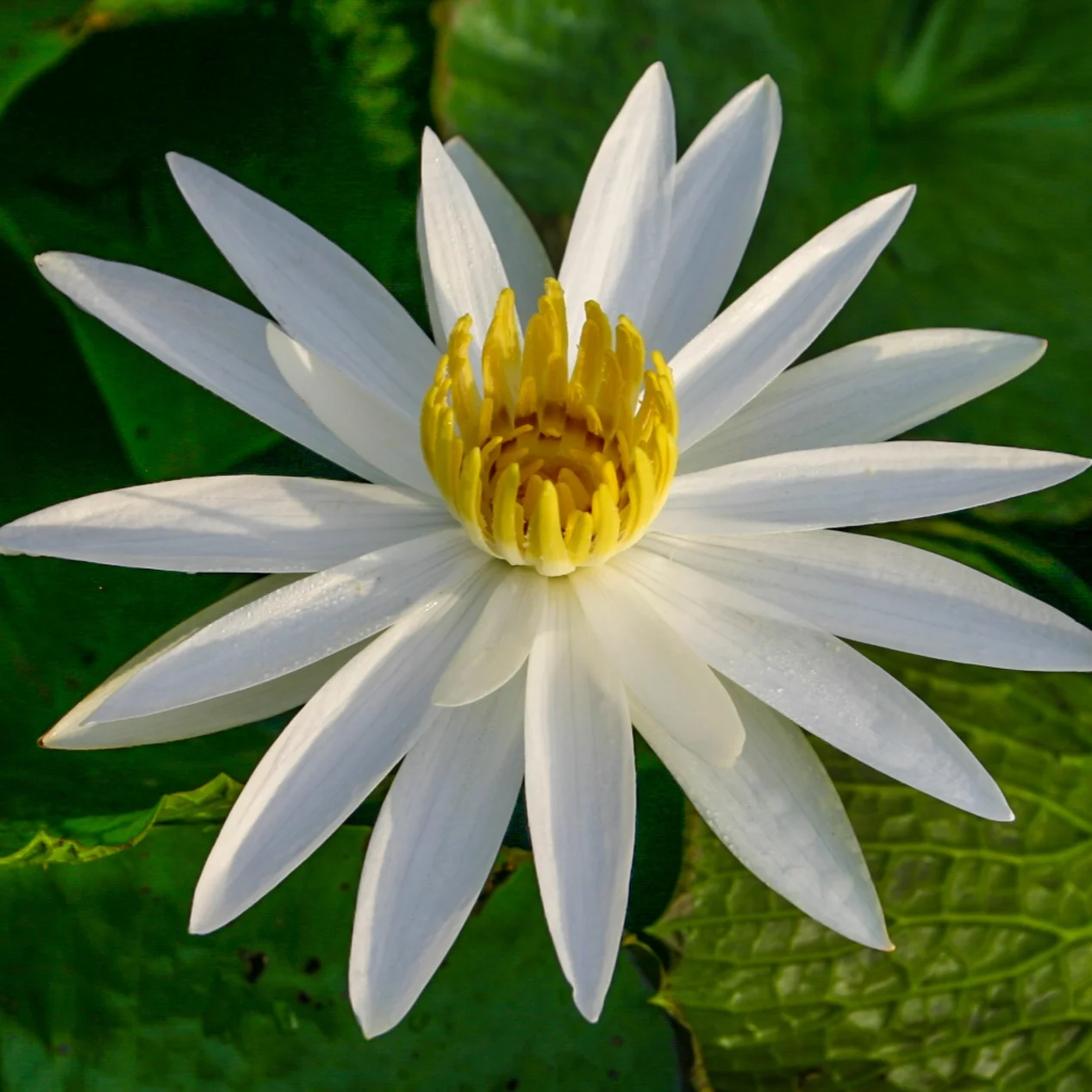 Nymphaea+%27Juno%27+5+%281+of+1%29.jpg