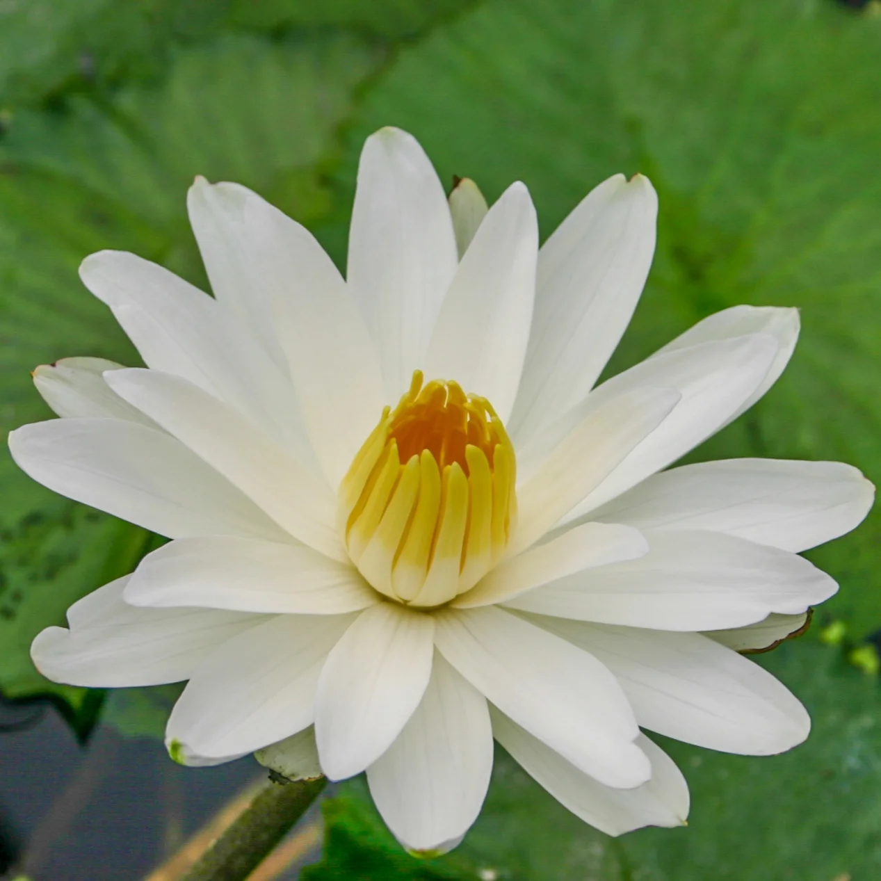Nymphaea+%27Trudy+Slocum%27+%281+of+1%29.jpg