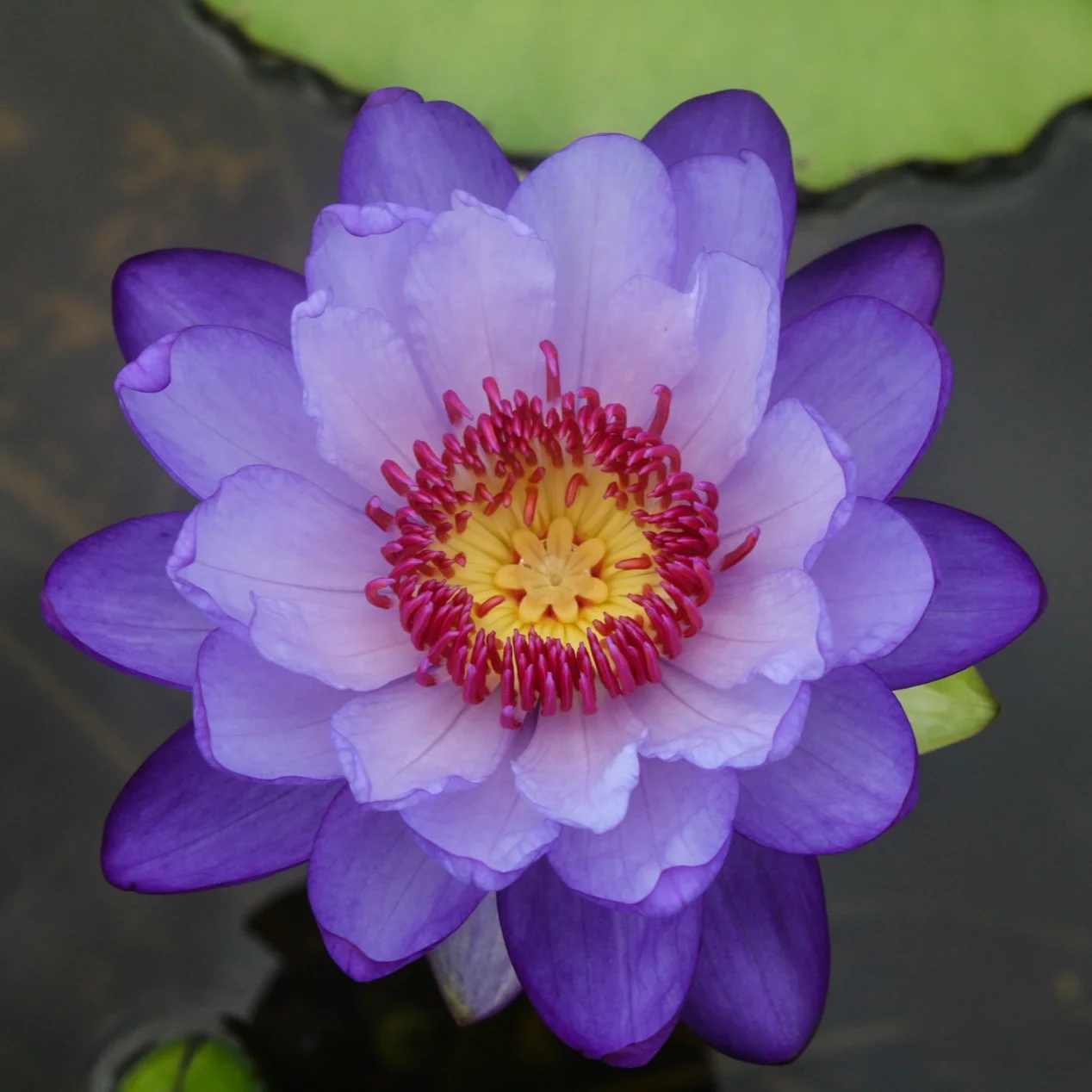 Nymphaea+%27Betty+Lou%27+5+%281+of+1%29.jpg