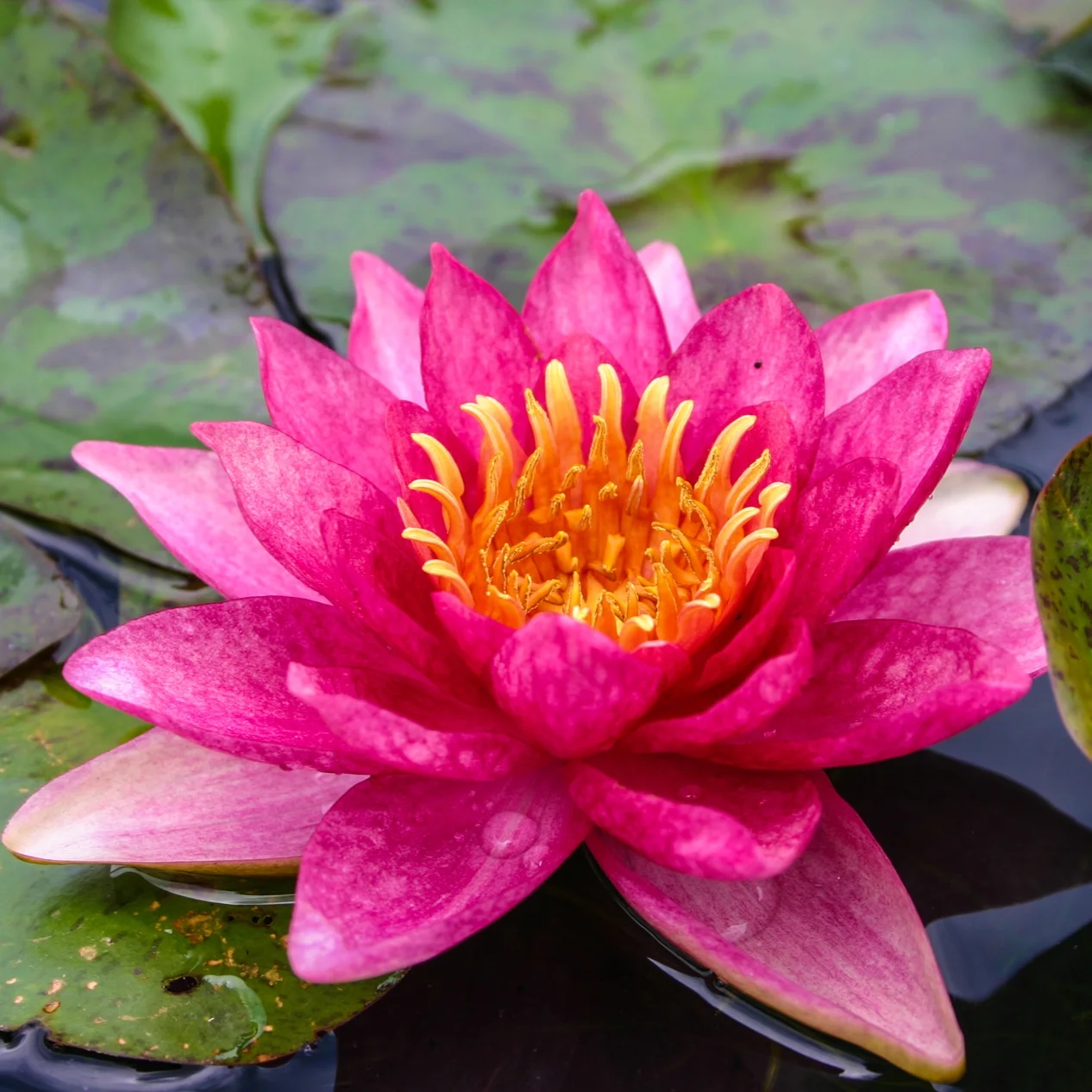 Nymphaea+%27Andreana%27+%281+of+1%29.jpg