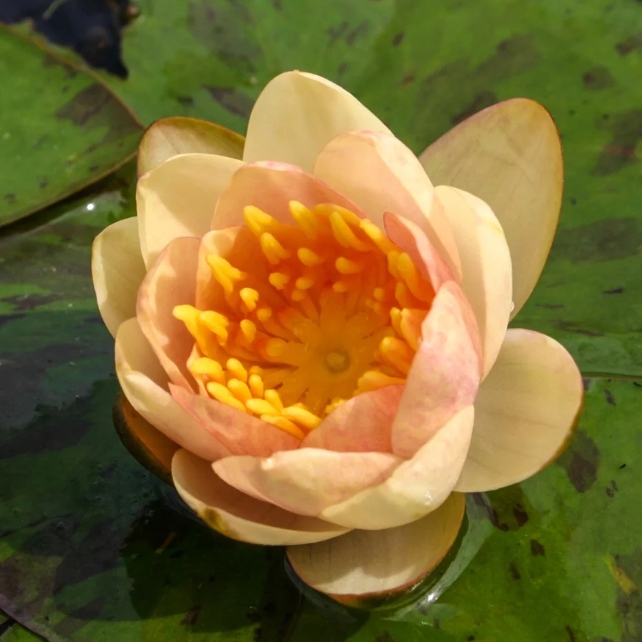 Chrysantha