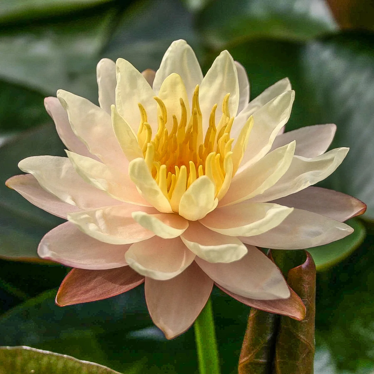 Nymphaea+Mangkala+Ubol+%281+of+1%29.jpg