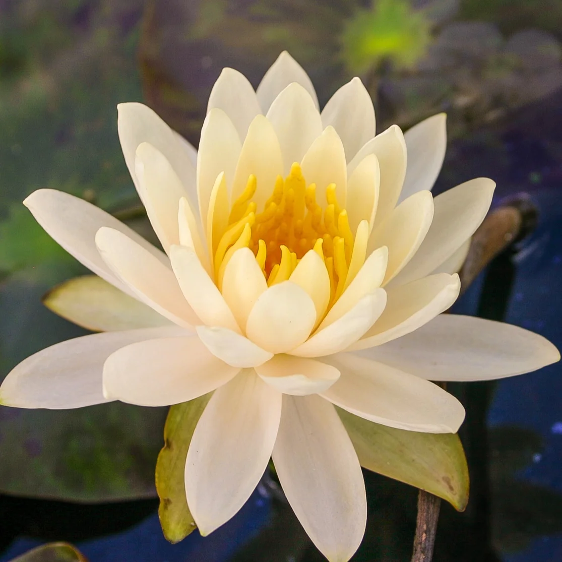 Nymphaea+Peach+Glow+%281+of+1%29.jpg