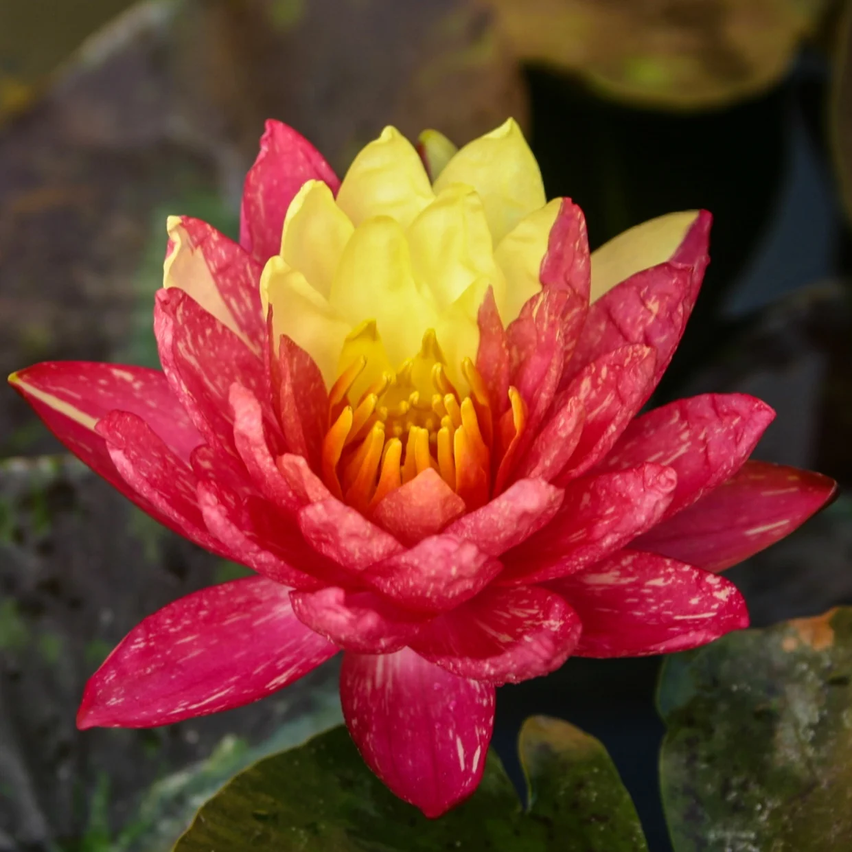 Nymphaea+Wanvisa+%281+of+1%29.jpg