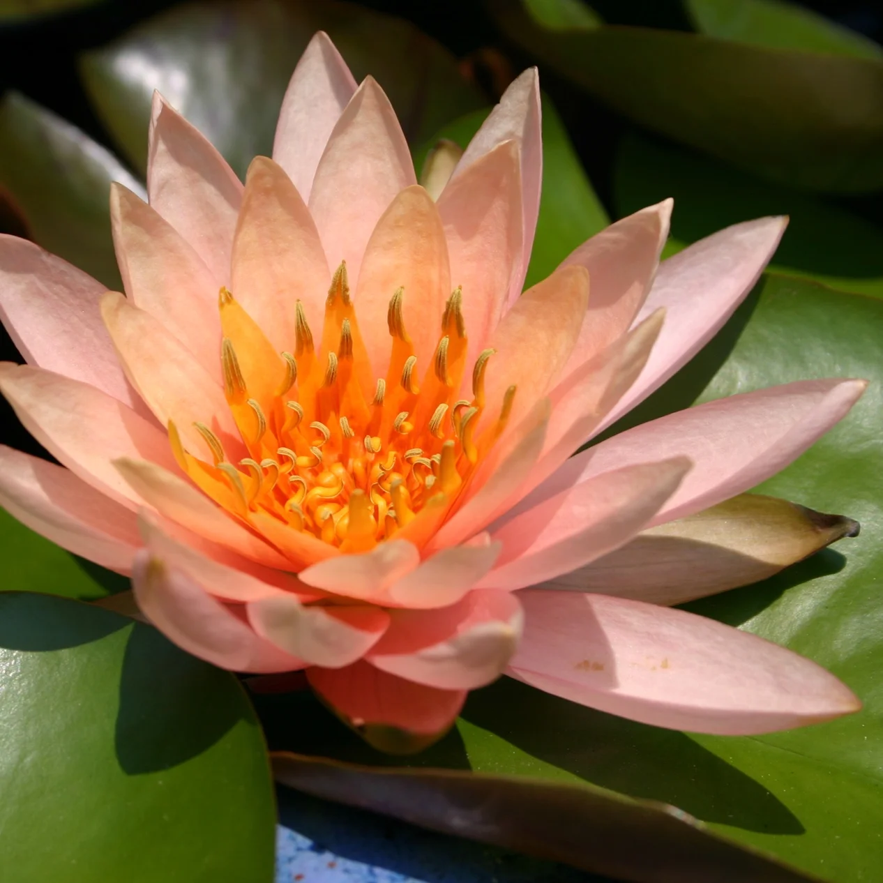 Nymphaea+%27Colorado%27+%282+of+2%29.jpg