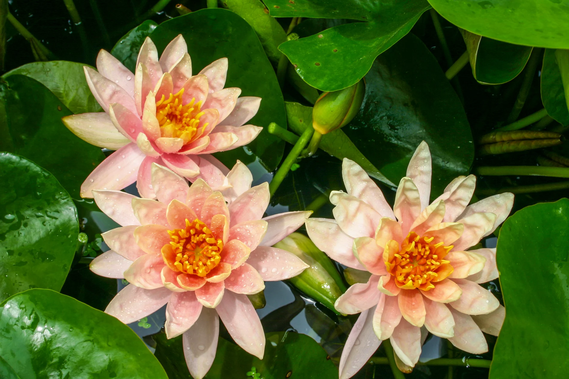 Nymphaea 'Patio Joe' — Florida Aquatic Nurseries