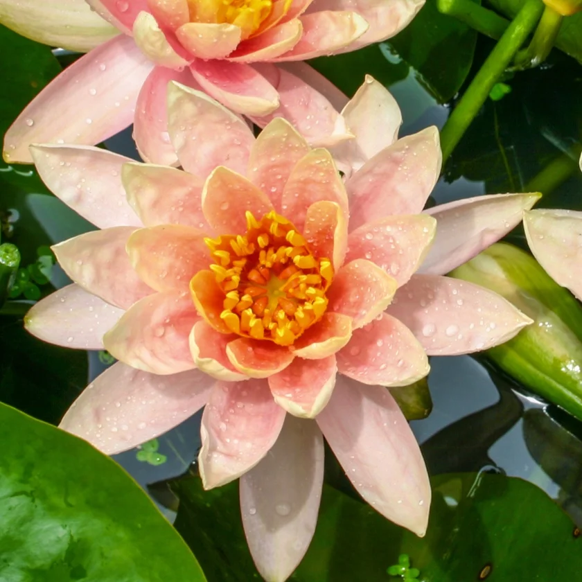 Nymphaea+%27Patio+Joe%27+%282+of+3%29.jpg