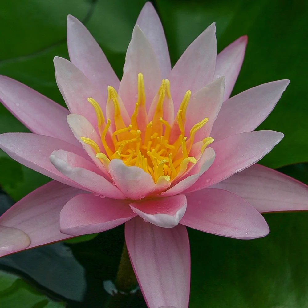 Pink Sensation