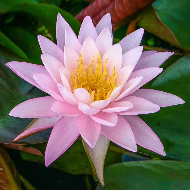 Nymphaea+%27Pink+Sunrise%27+%281+of+2%29.jpg