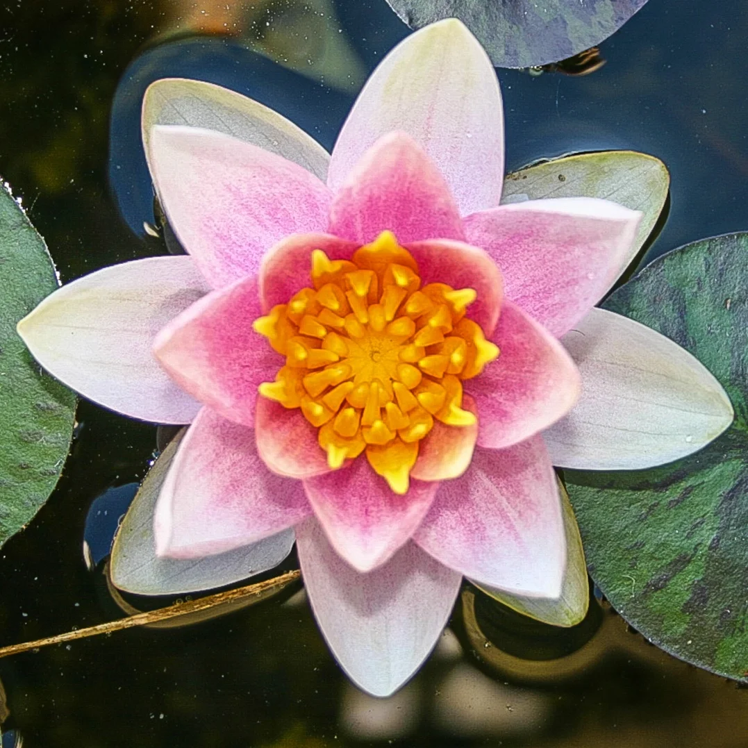 Nymphaea+%27Shady+Lady%27+%282+of+2%29.jpg