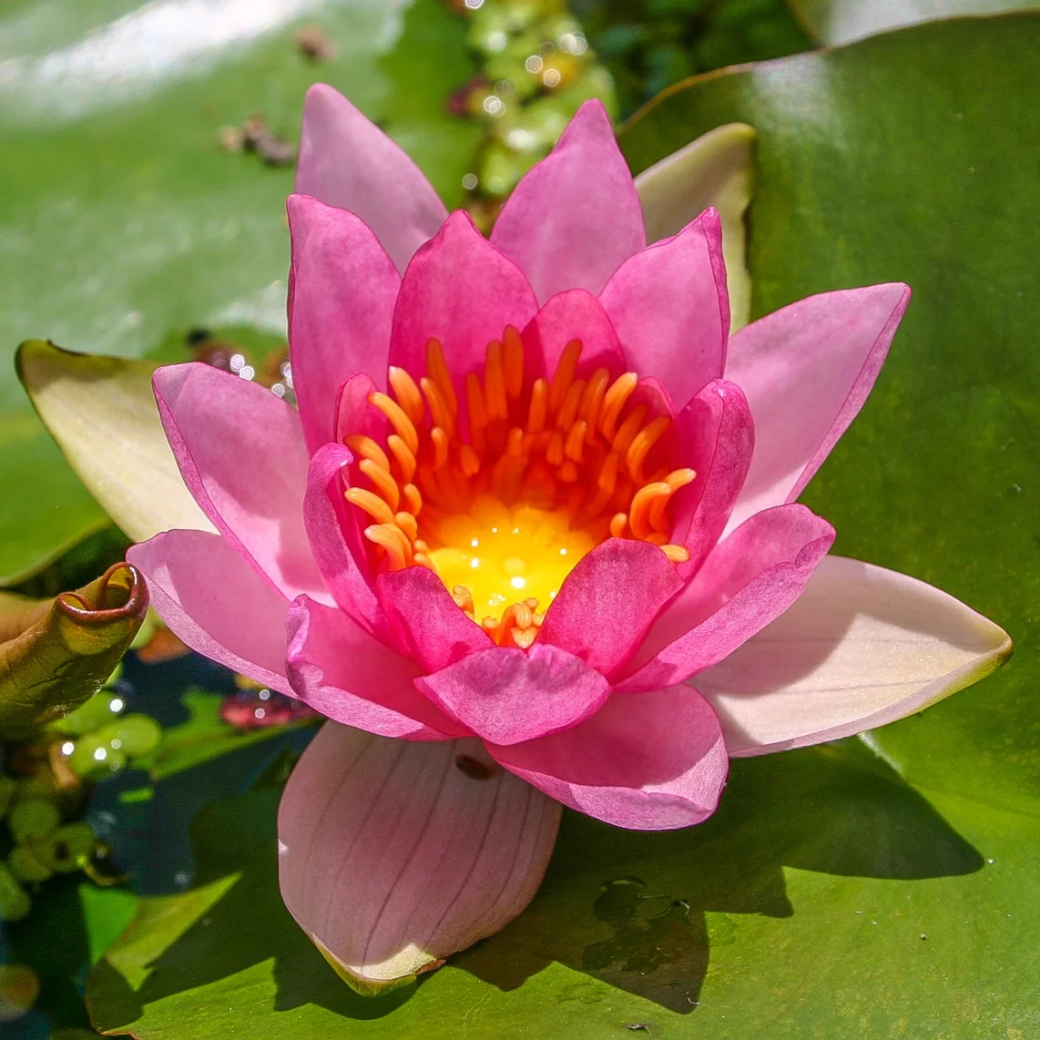Nymphaea+%27Elisiana%27+%281+of+1%29.jpg