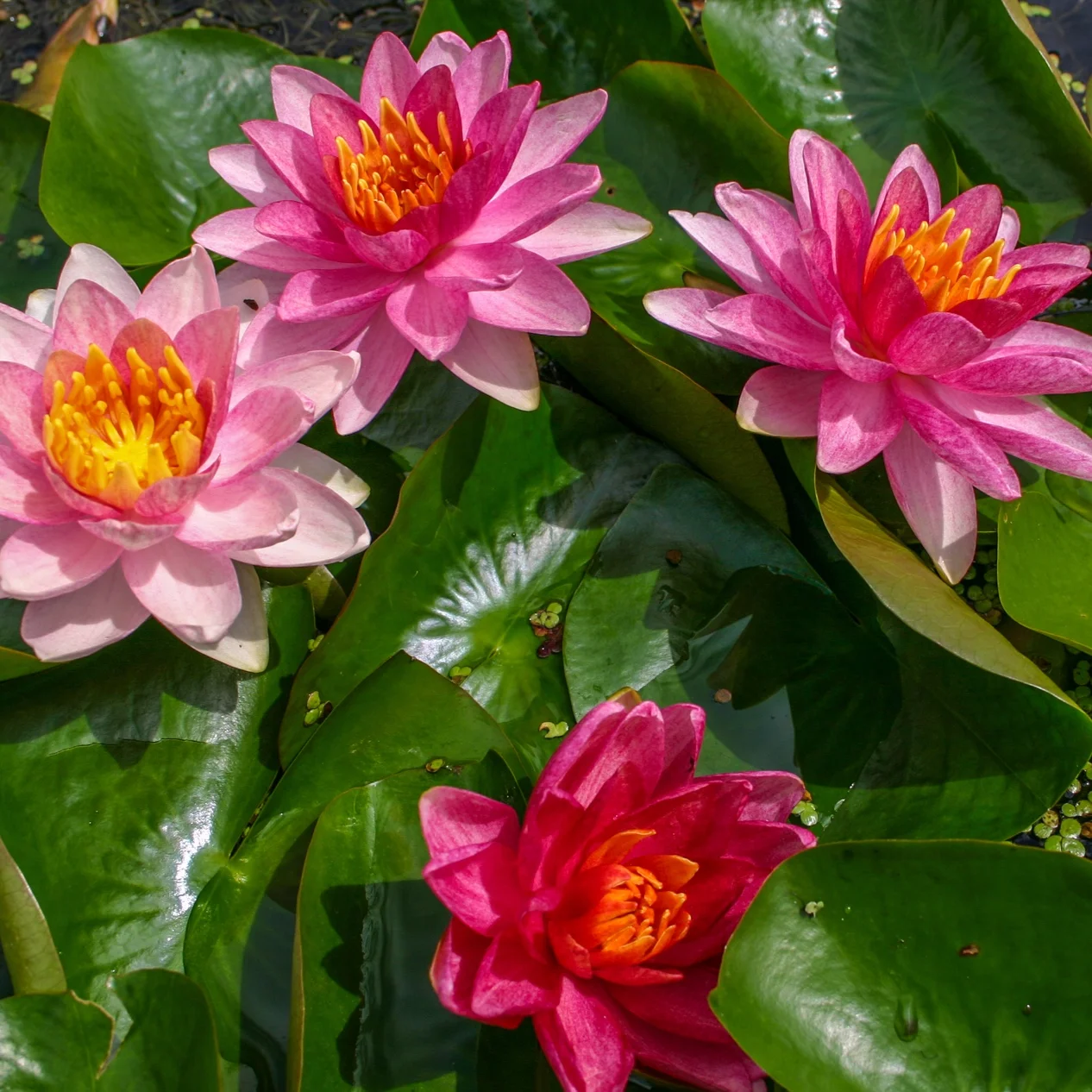Nymphaea+%27Gypsy%27+%281+of+1%29.jpg