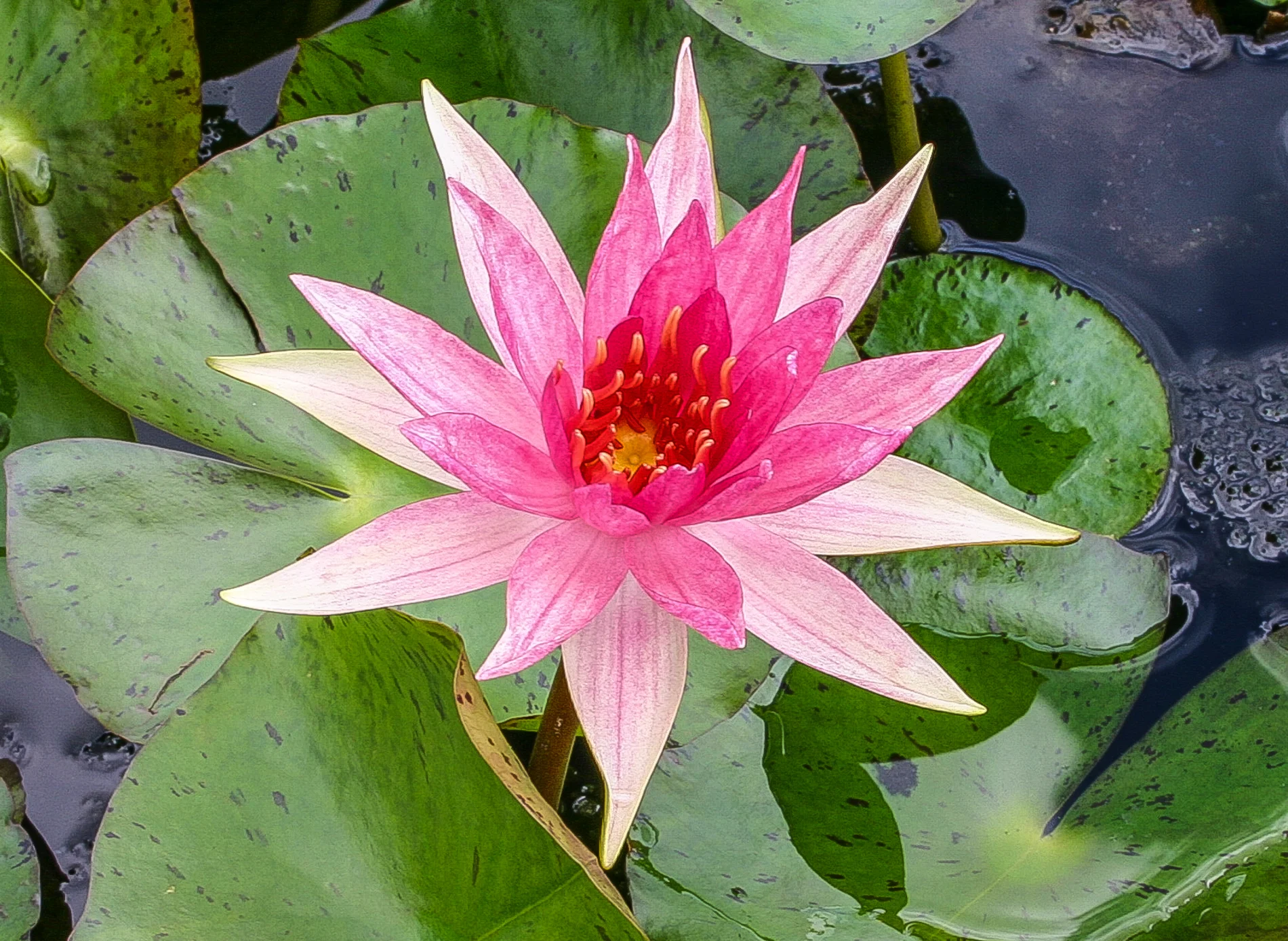 Nymphaea 'Red Spider' — Florida Aquatic Nurseries