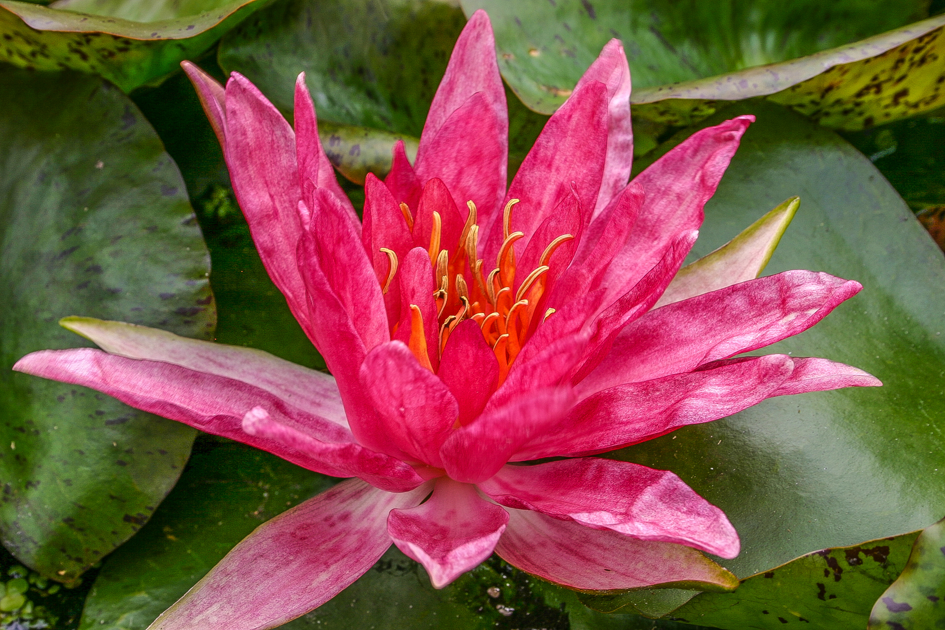 Nymphaea 'Red Spider' — Florida Aquatic Nurseries