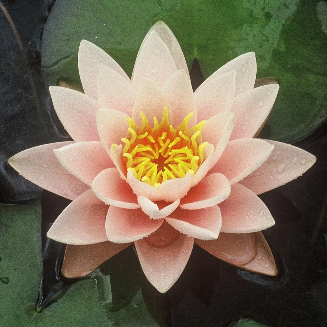 Nymphaea+%27Chubby+%281+of+1%29.jpg