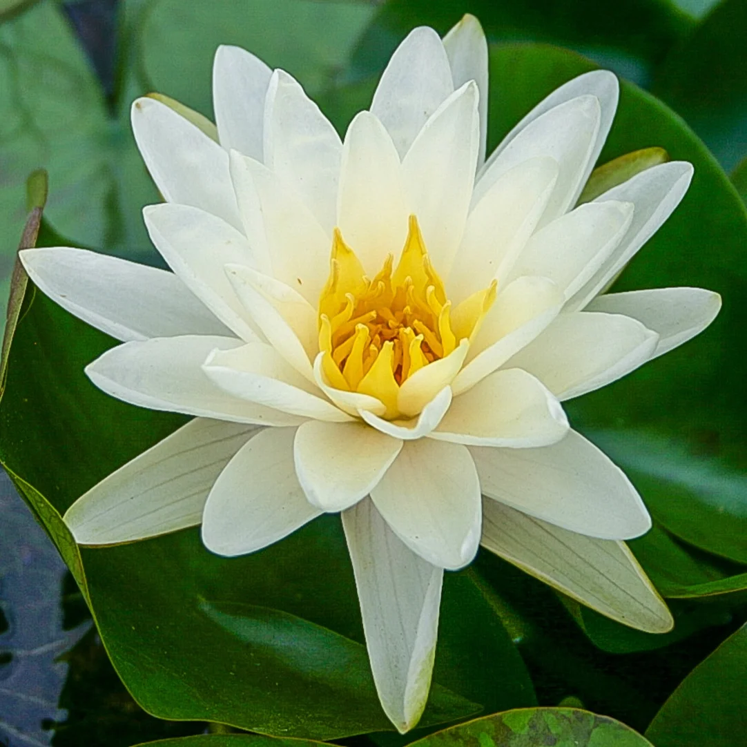 Nymphaea+%27Denver%27+%281+of+1%29.jpg