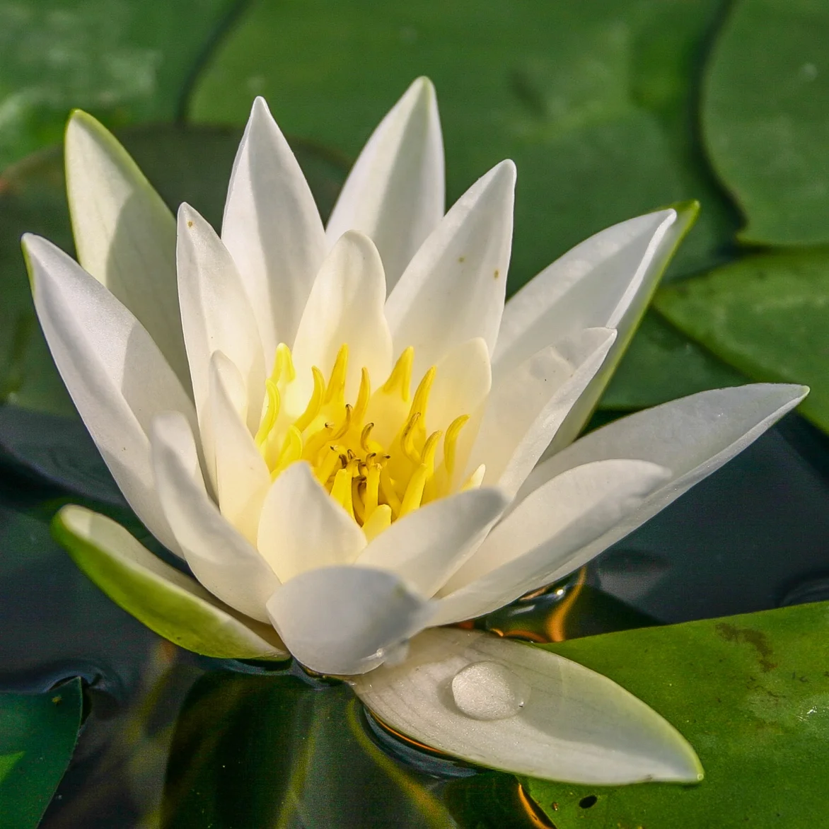 Nymphaea+%27Hermine%27+%281+of+1%29.jpg