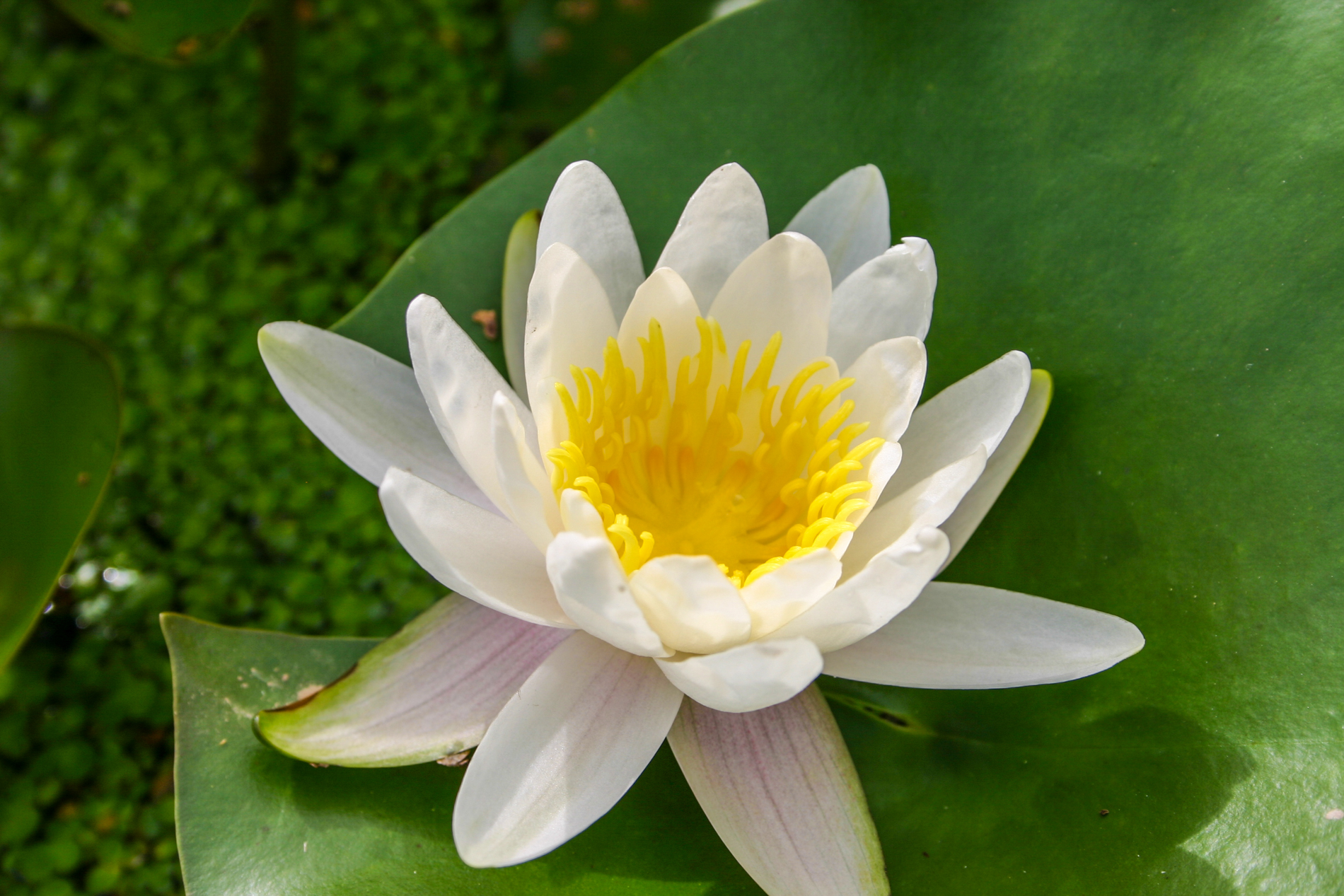 Marliacea Albida Chalily Aquatic Bare Root Water Lily White N 