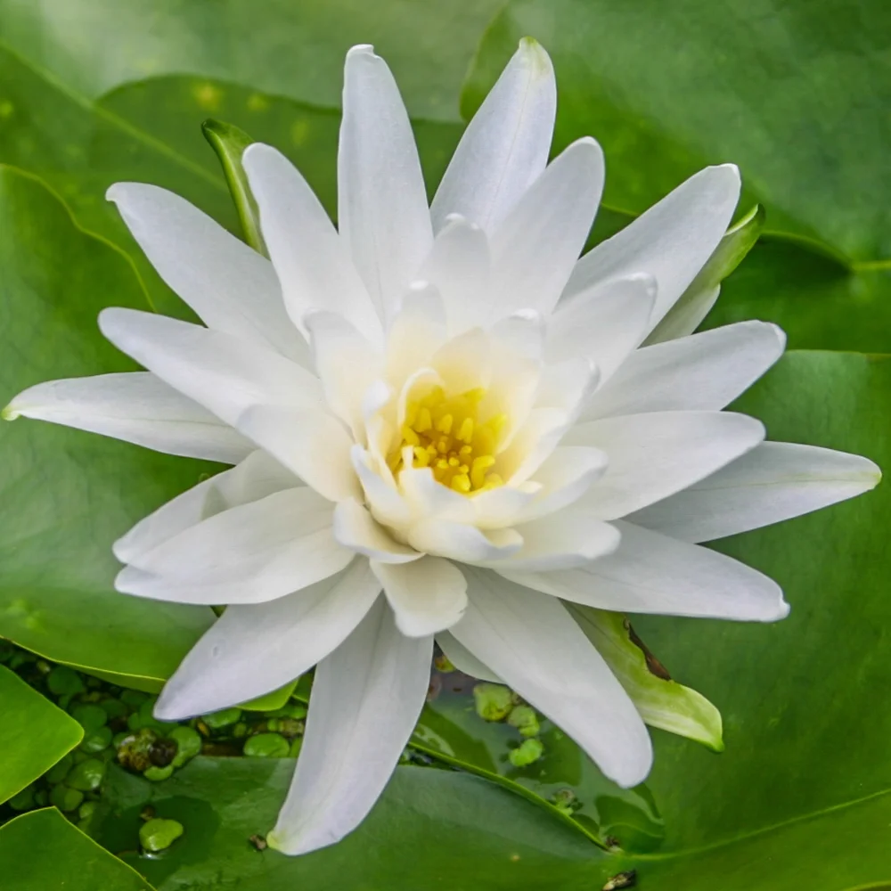 Perry'S Double White