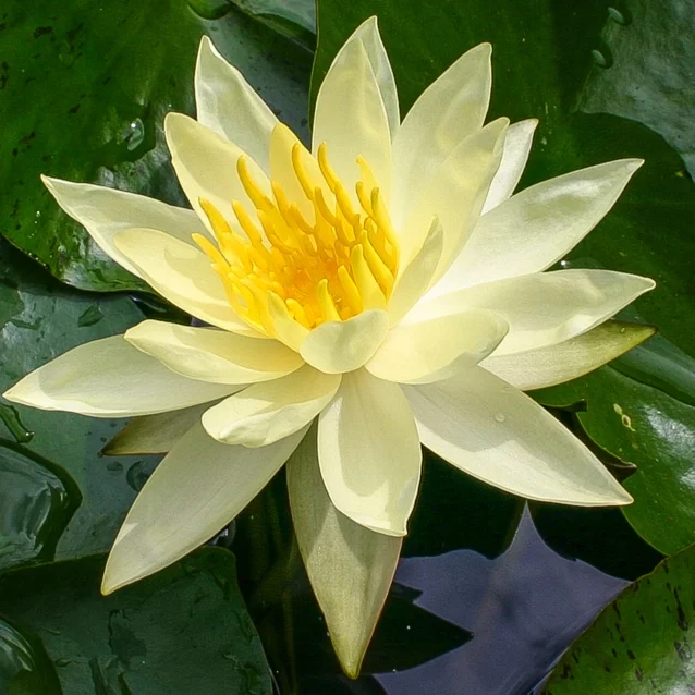 Nymphaea+%27Betty+Sakata%27+%281+of+1%29.jpg