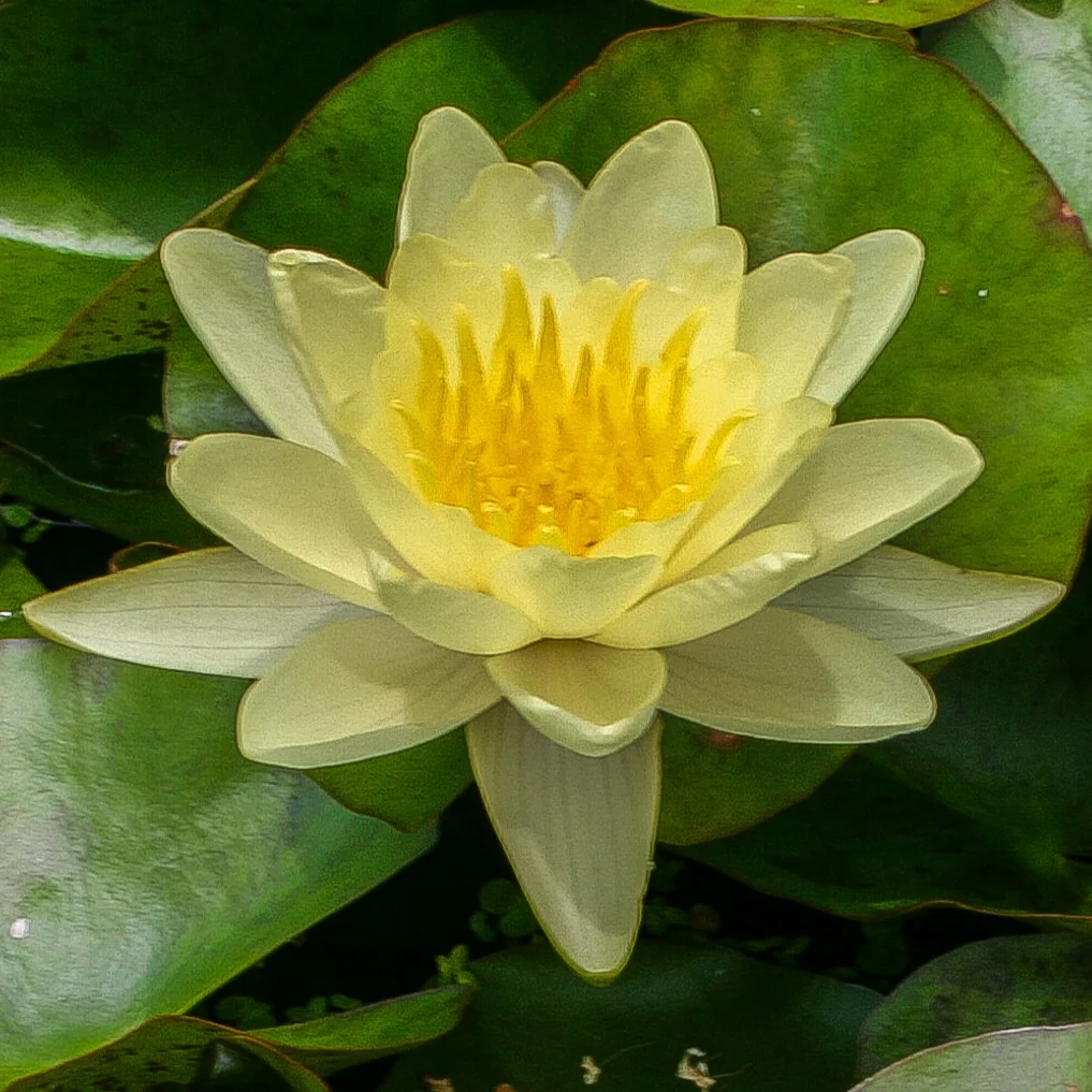 Nymphaea+%27Chromatella%27+3+%281+of+1%29.jpg
