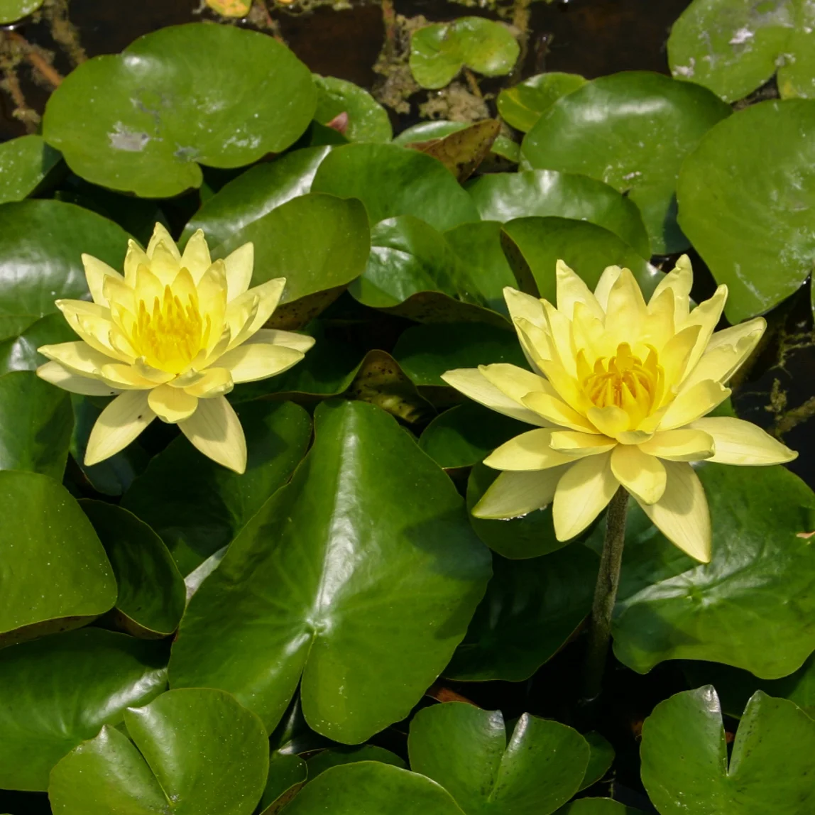 Nymphaea+%27Joey+Tomocik%27+%281+of+1%29.jpg