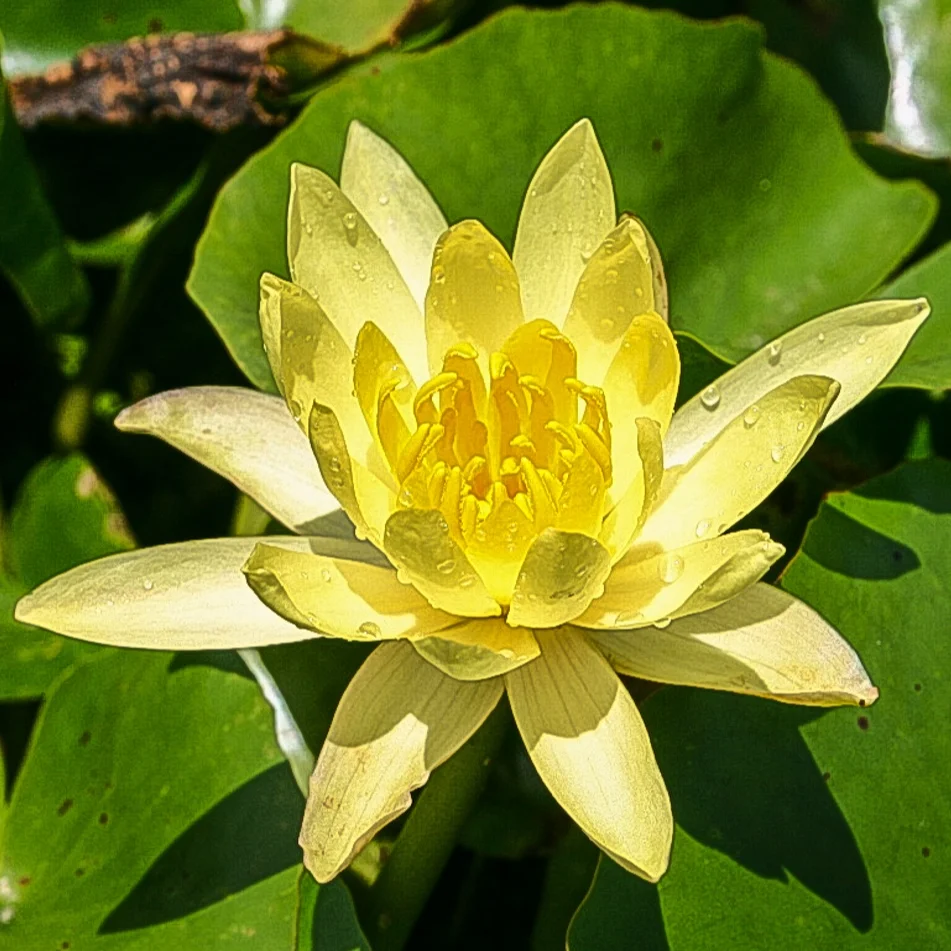 Nymphaea+%27Pygmy+Mexicana%27+%281+of+1%29.jpg