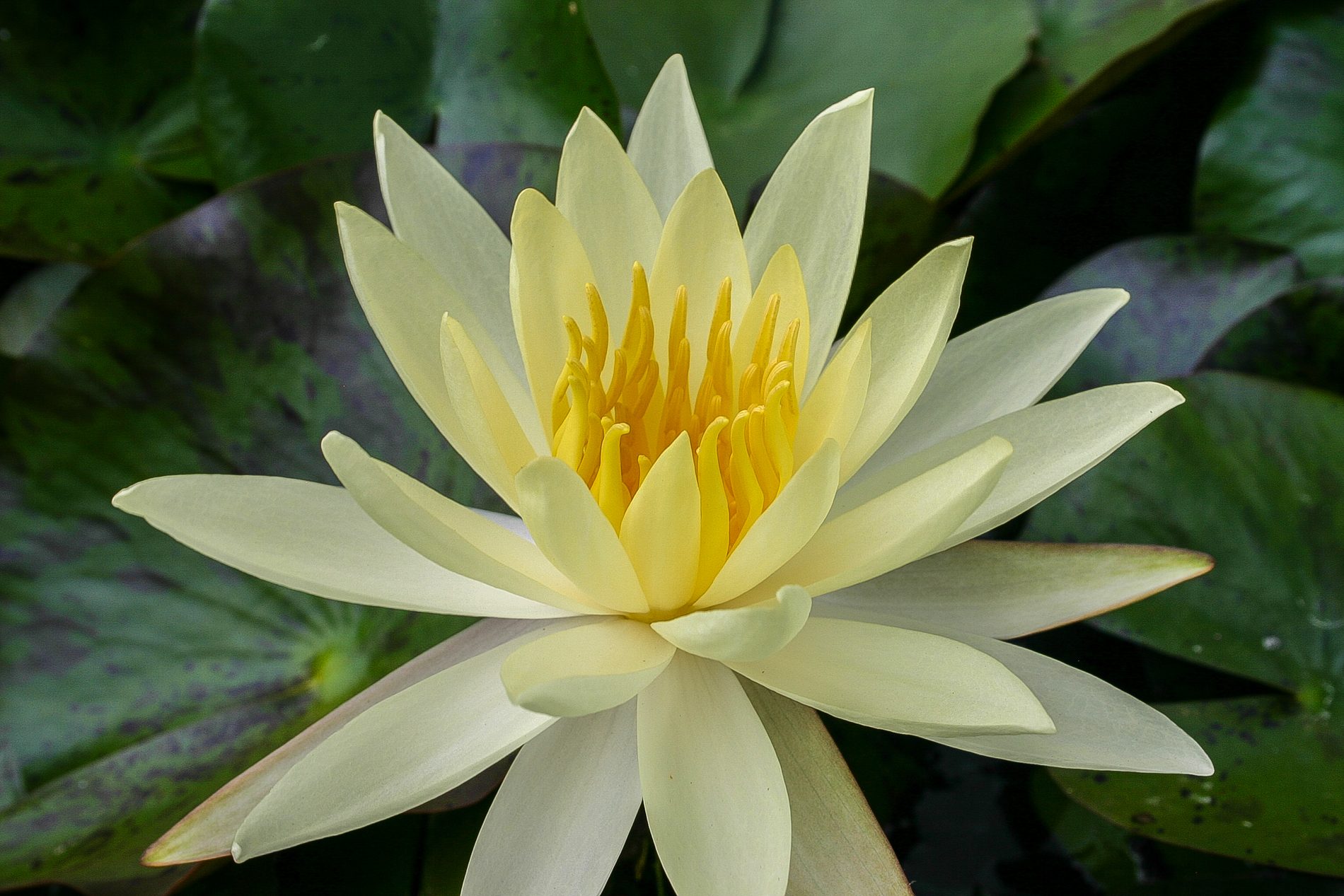 Nymphaea 'Sulphurea Okeechobee' — Florida Aquatic Nurseries
