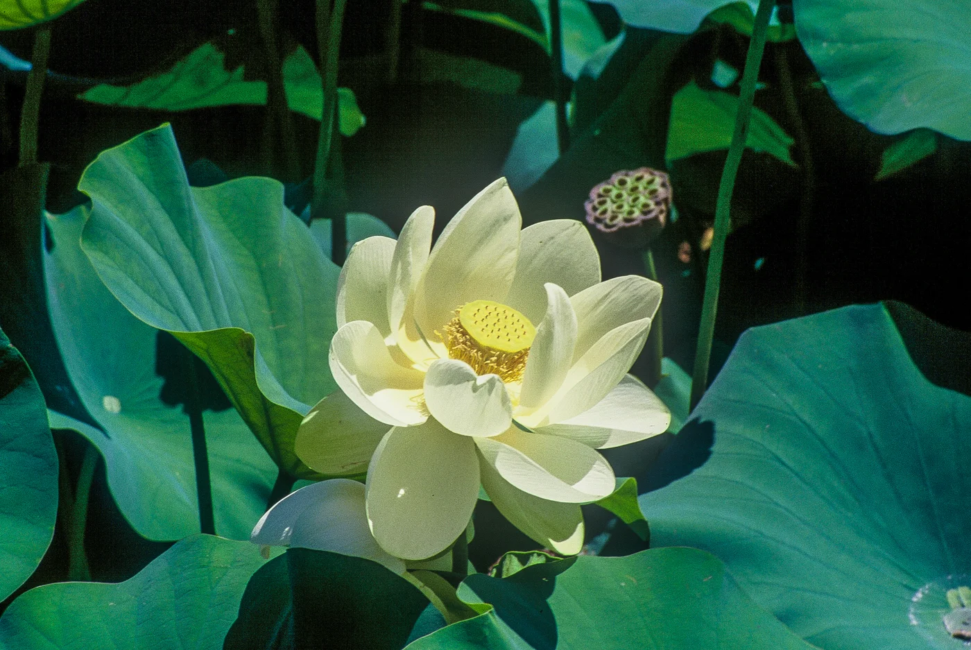 Nelumbo lutea — Florida Aquatic Nurseries