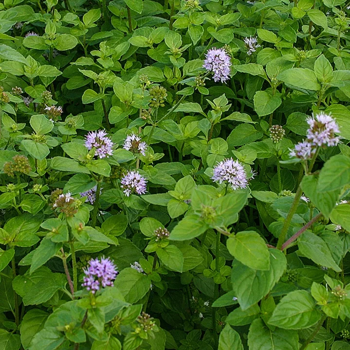 Mentha+aquatica+1+%281+of+1%29.jpg