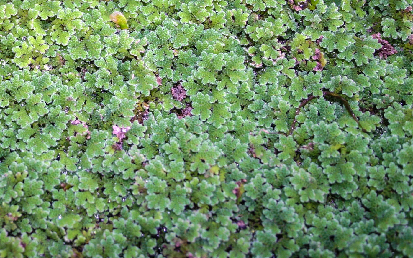 Azolla Caroliniana — Florida Aquatic Nurseries