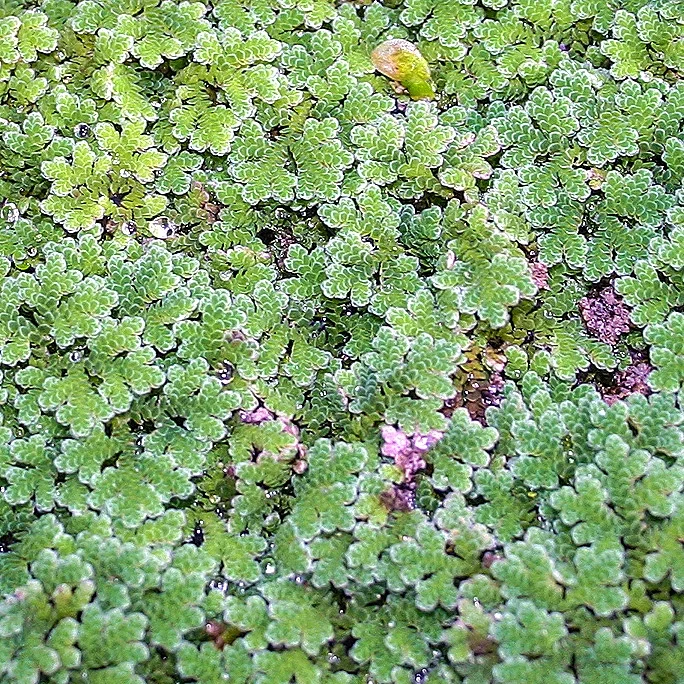 Aquatic Mint, Small Leaf