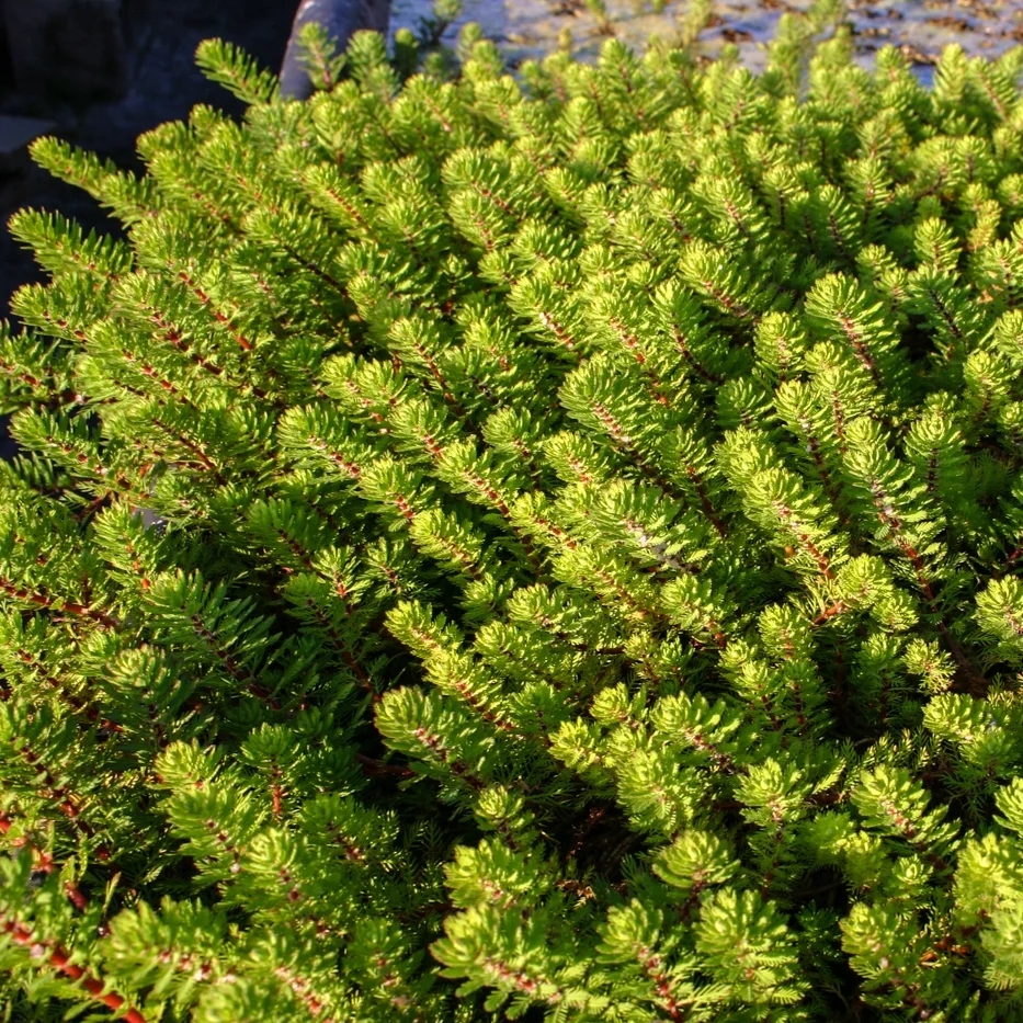 Myriophyllum+papillosum+%281+of+1%29.jpg