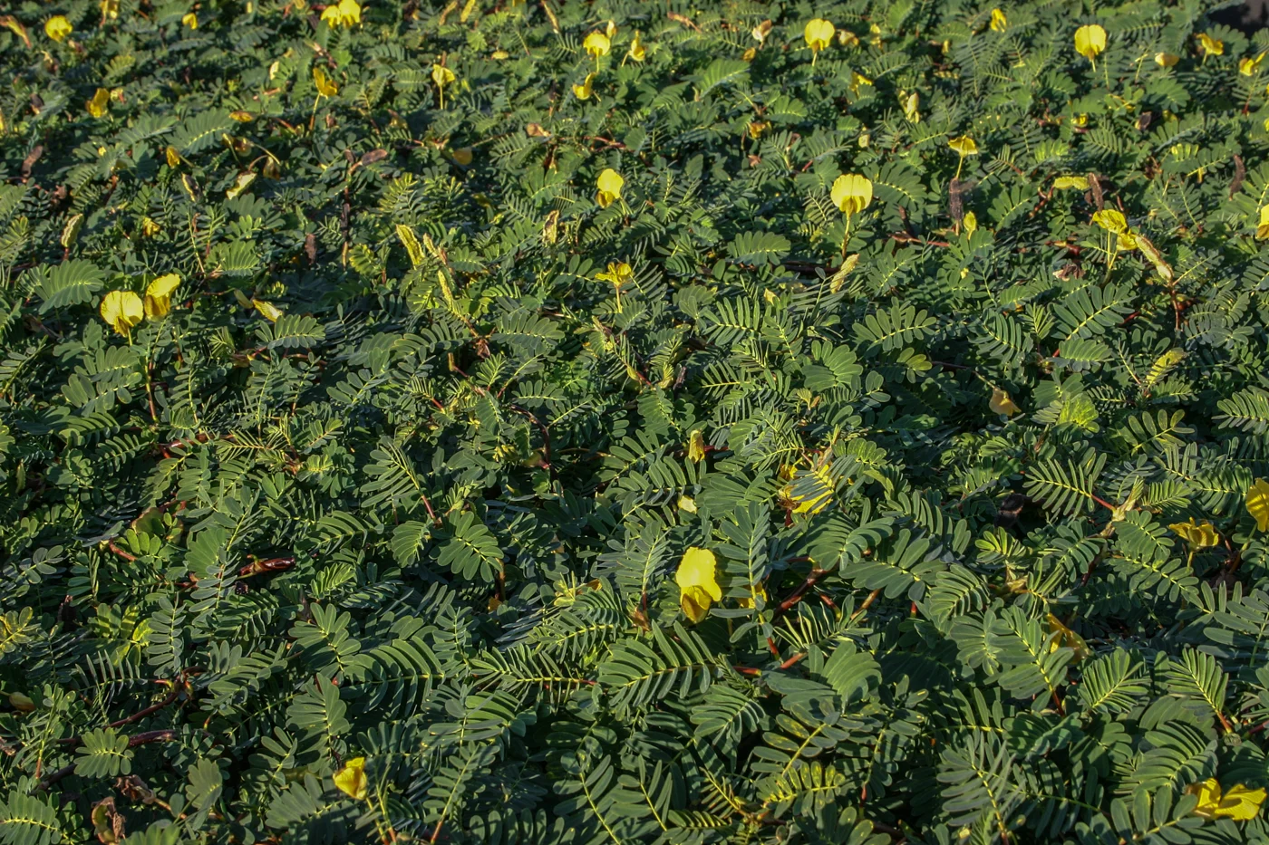 Aeschynomene fluitans ??? Florida Aquatic Nurseries