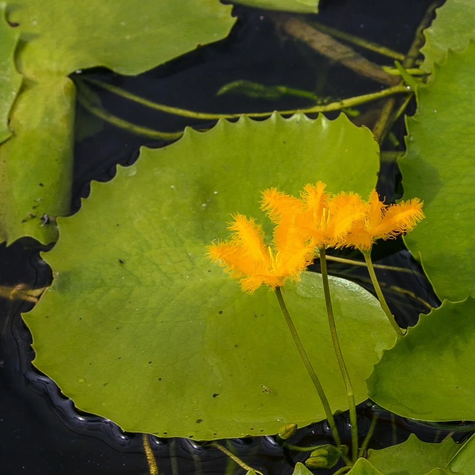 Nymphoides+hydrocharioides+%281+of+1%29.jpg