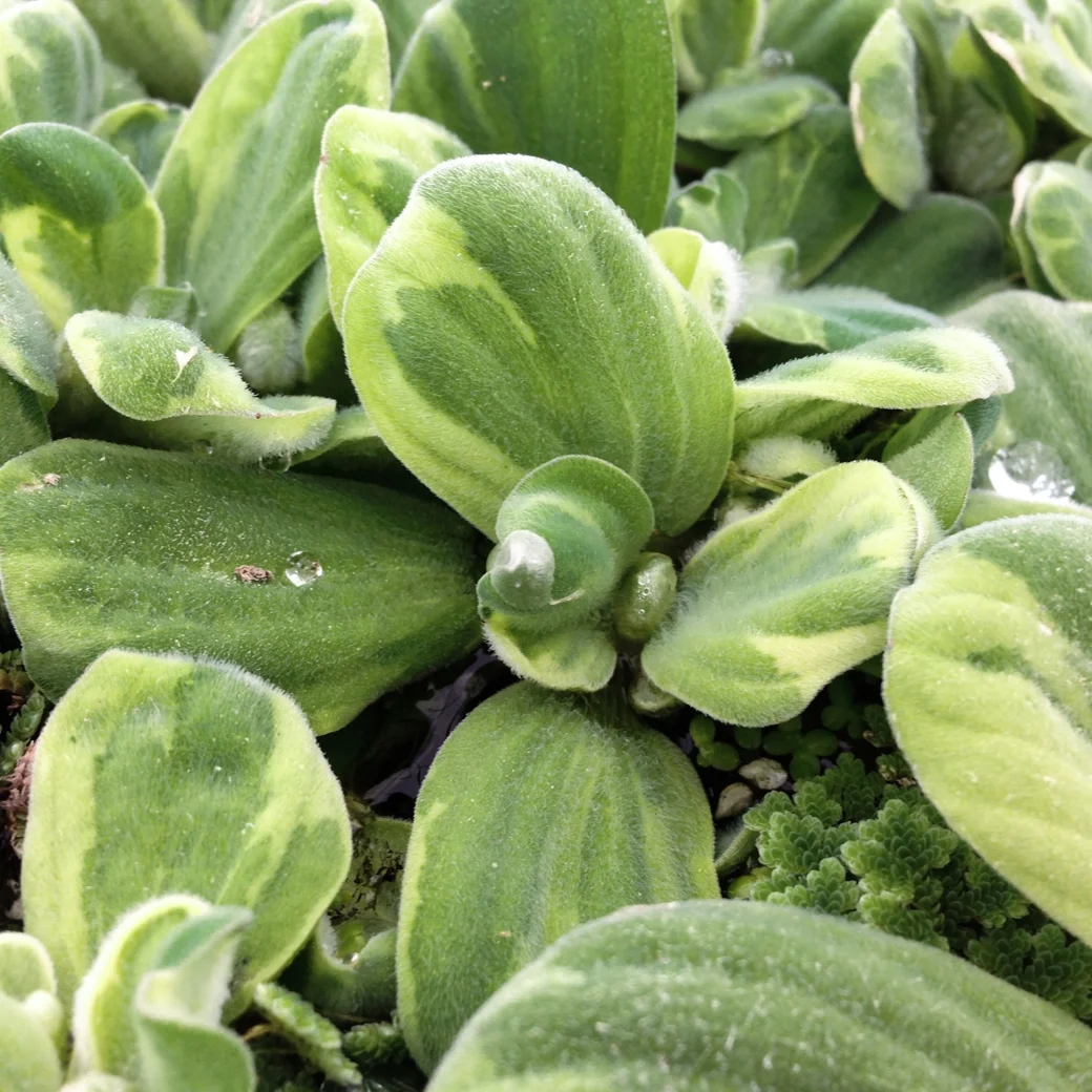 Pistia+stratiotes+%27Variegated%27+2+%281+of+1%29.jpg