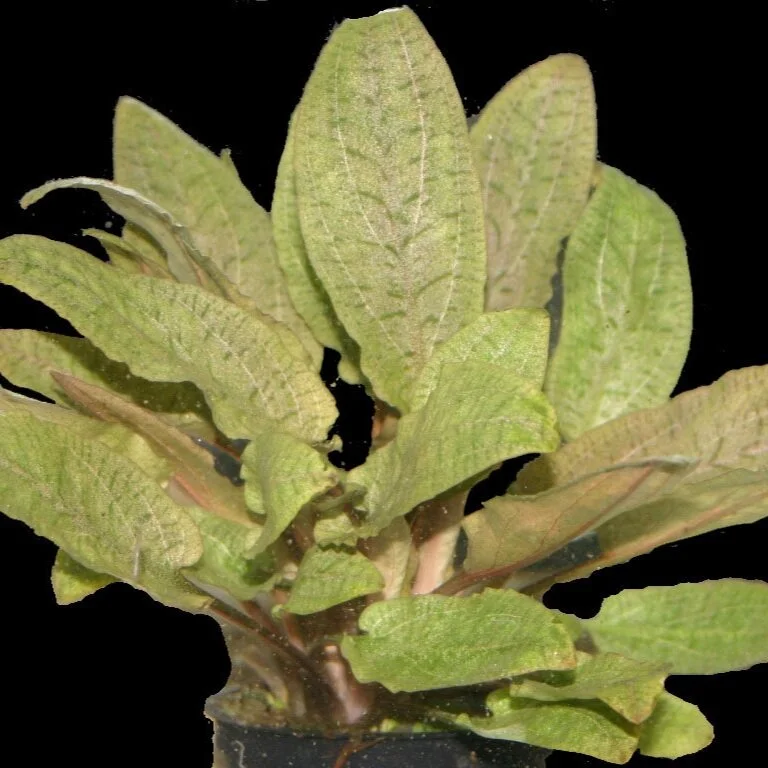 C. Wendtii, Bronze 6-24