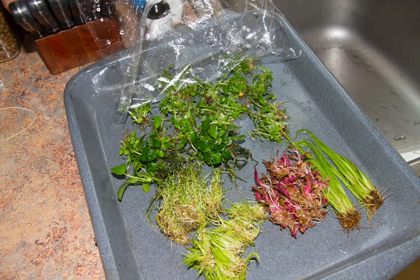 Preparing Tissue Culture Plants — Florida Aquatic Nurseries - 2014+03+22+Tank+Day+(9+of+23)