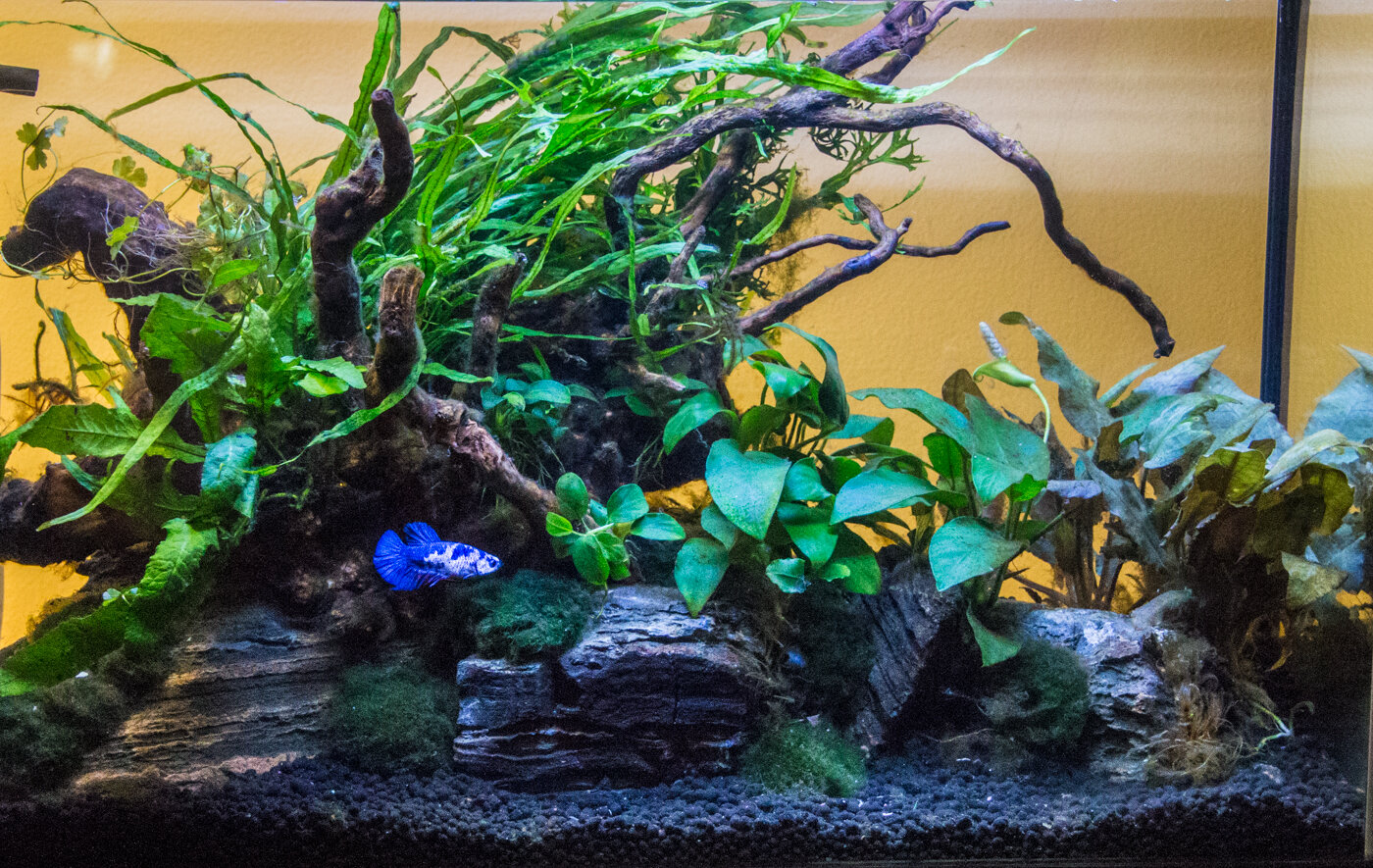 Easy Planted Betta Tank — Florida Aquatic Nurseries