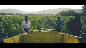 2 - The Harvest - From Seed to Smoke, a Cigar Story