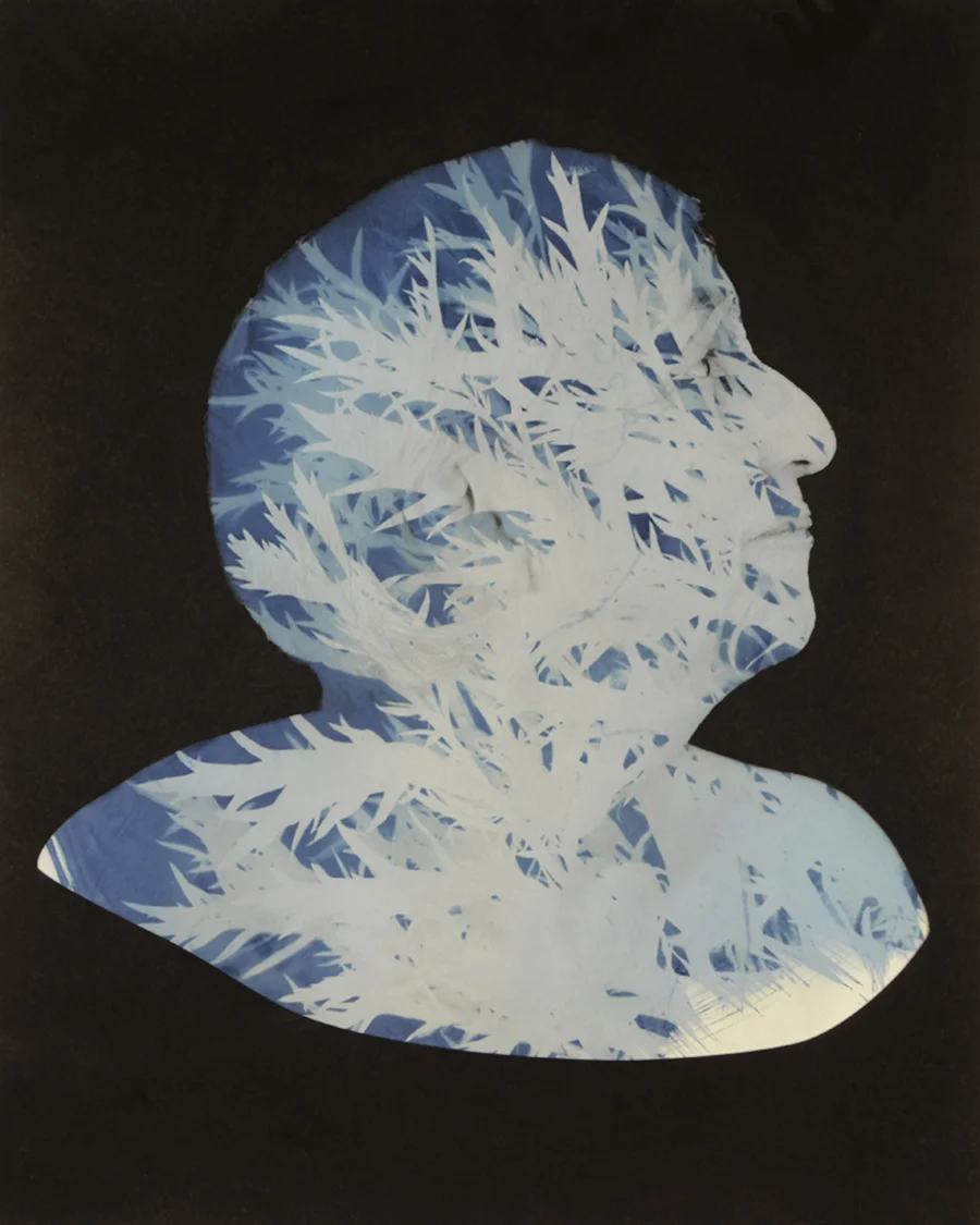 Stella: The Nature of a Collective