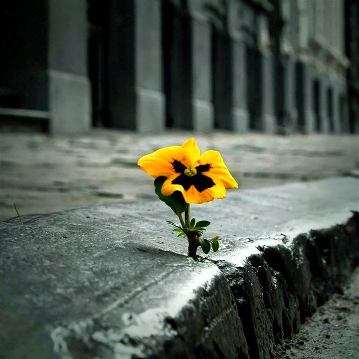 flower-in-sidewalk.jpg
