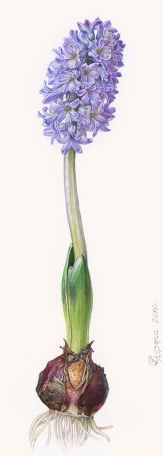 4568d07518d18a0f03455dbb0dbbcf8a--botanical-illustration-botanical-prints.jpg