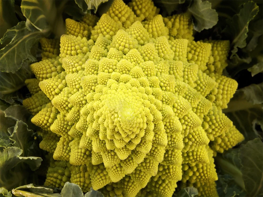 romanesco.jpg