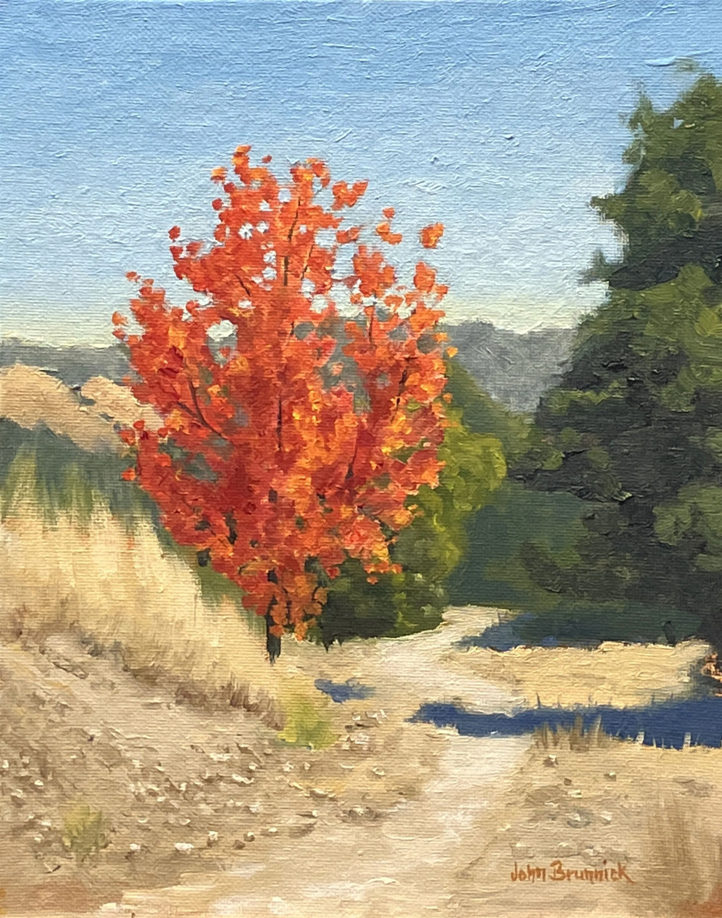 Red Maple