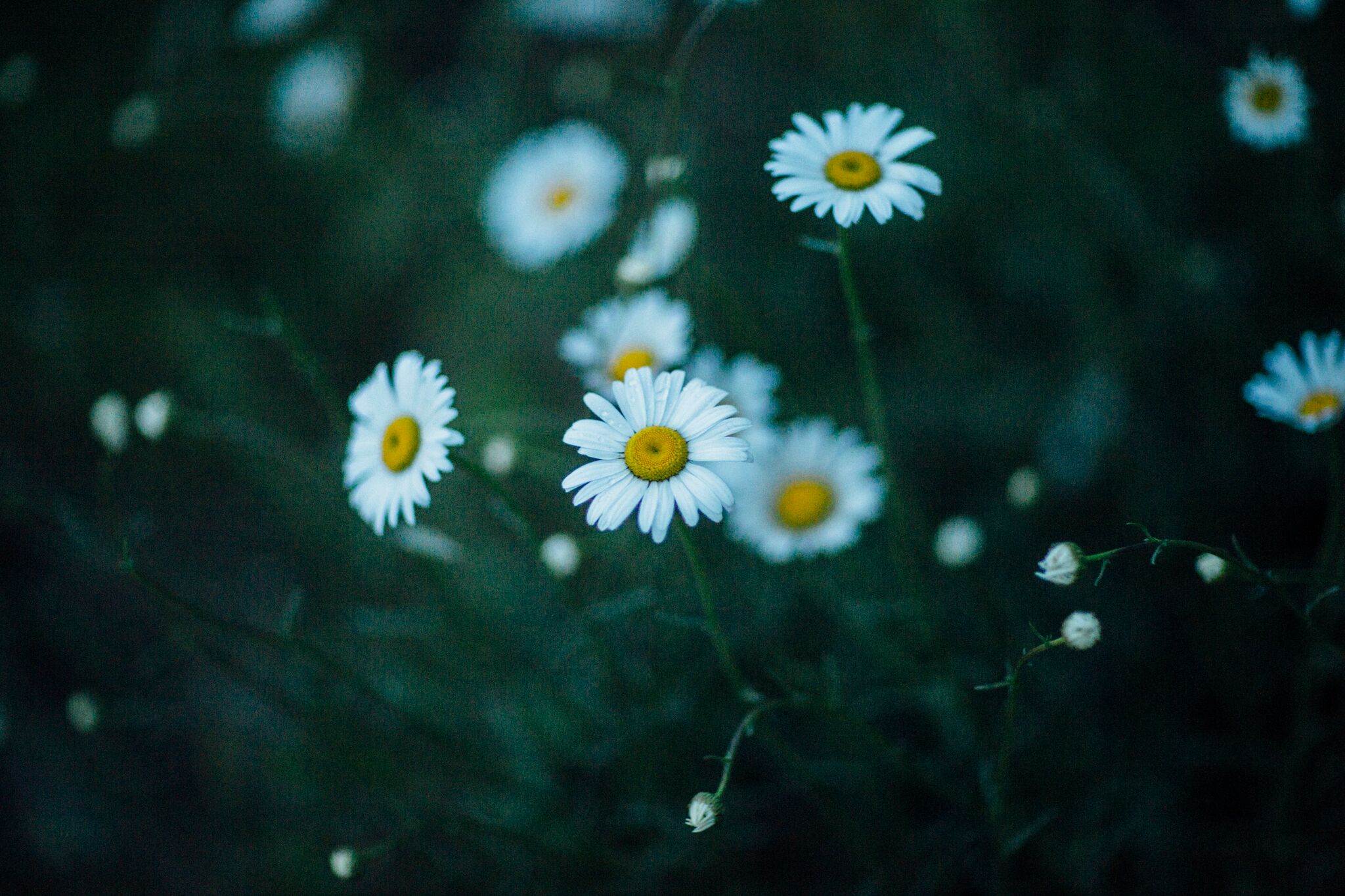 _90A0505.jpg